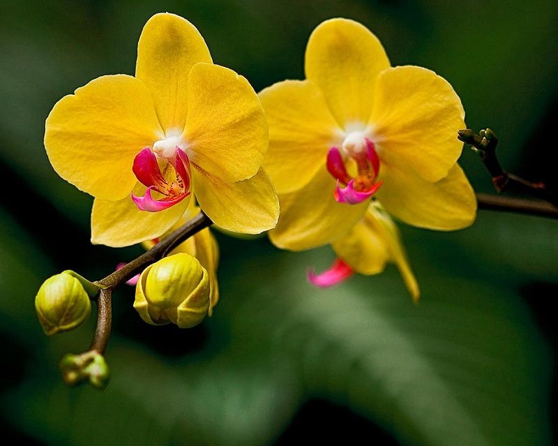Dos orquídeas amarillas