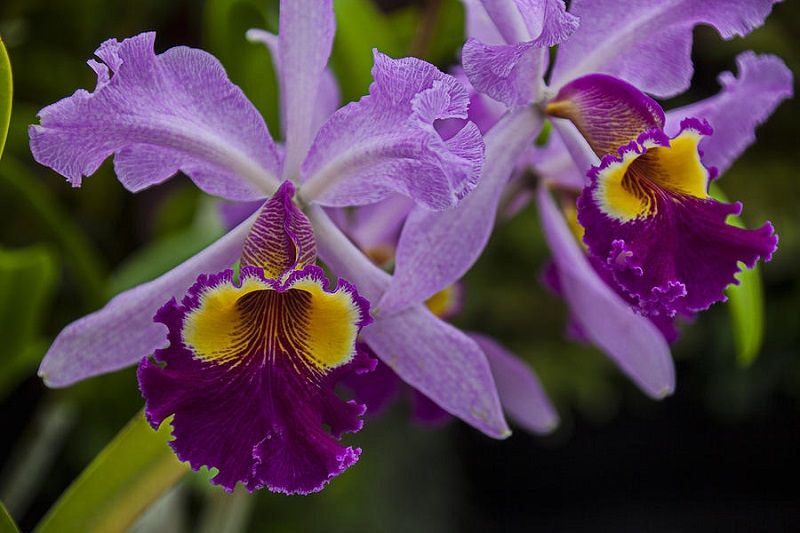 Dos orquídeas moradas