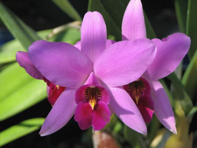 Foto de orquídea lila