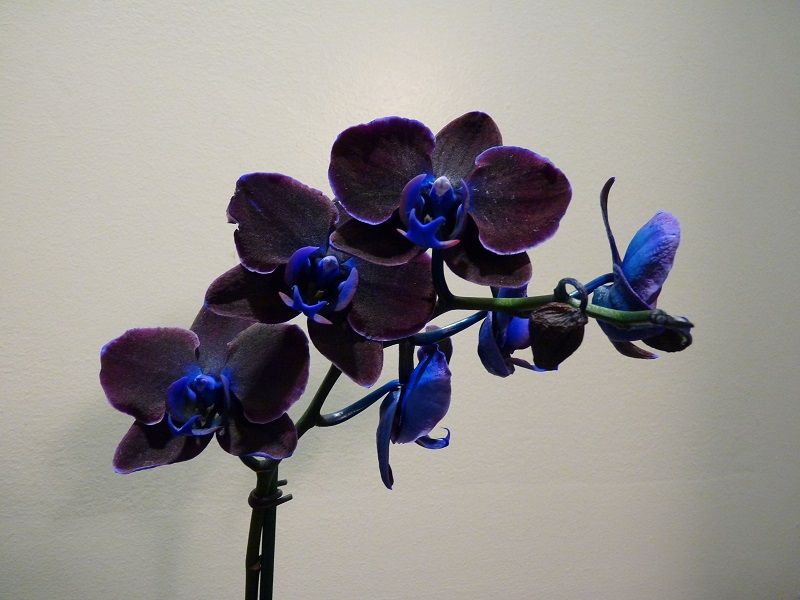 Foto de orquídea negra Phalaenopsis