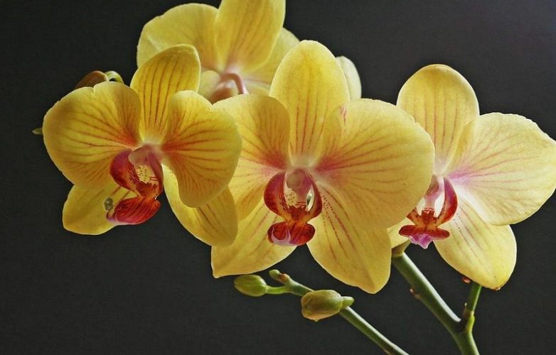 Foto de orquídeas amarillas para poster