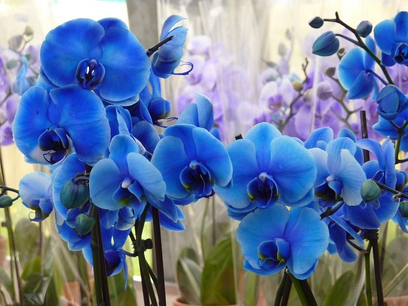 Foto de orquídeas azules para salvapantallas
