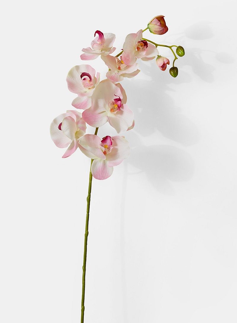 Foto de orquídeas rosa