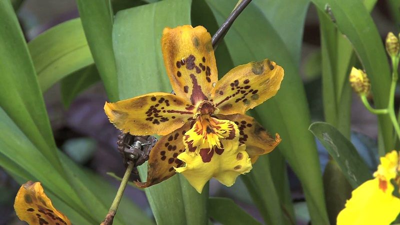 Foto de una orquídea amarilla