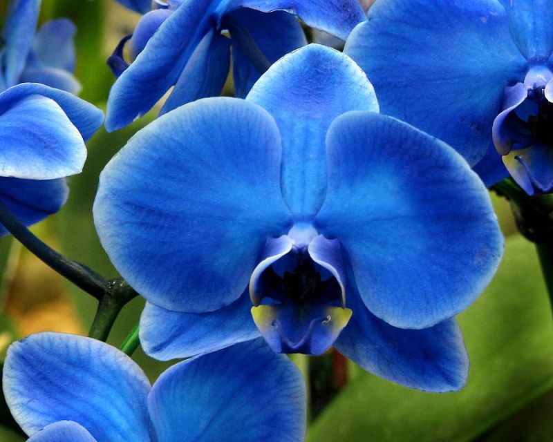 Foto de una orquídea azul