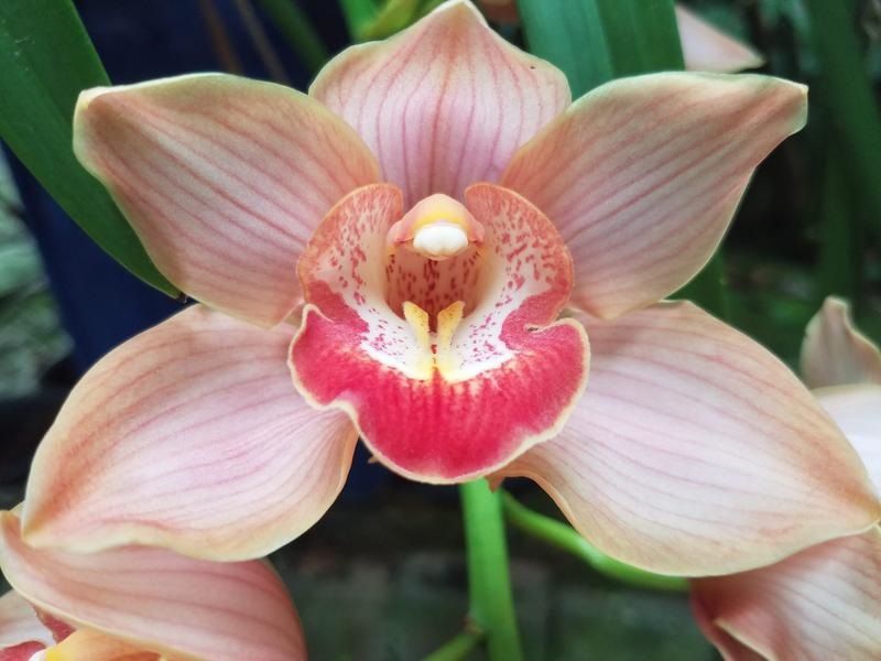 Foto de una orquídea rosa