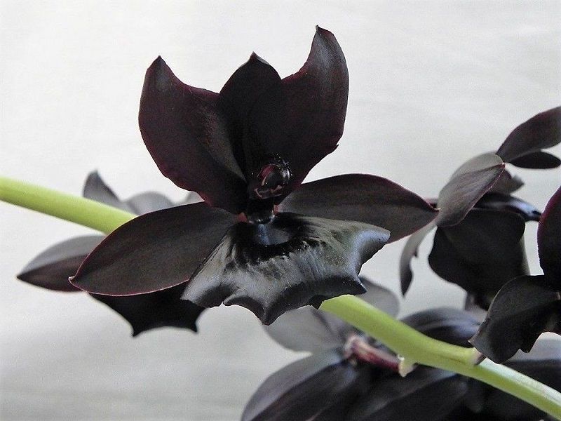 Imágen de la orquídea negra Brujería