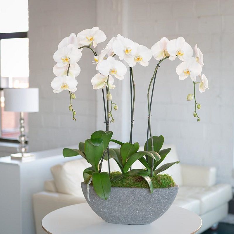 Maceta con orquídeas blancas