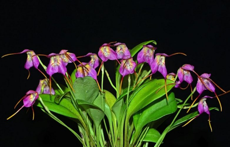 Masdevallia chaparensis gigi