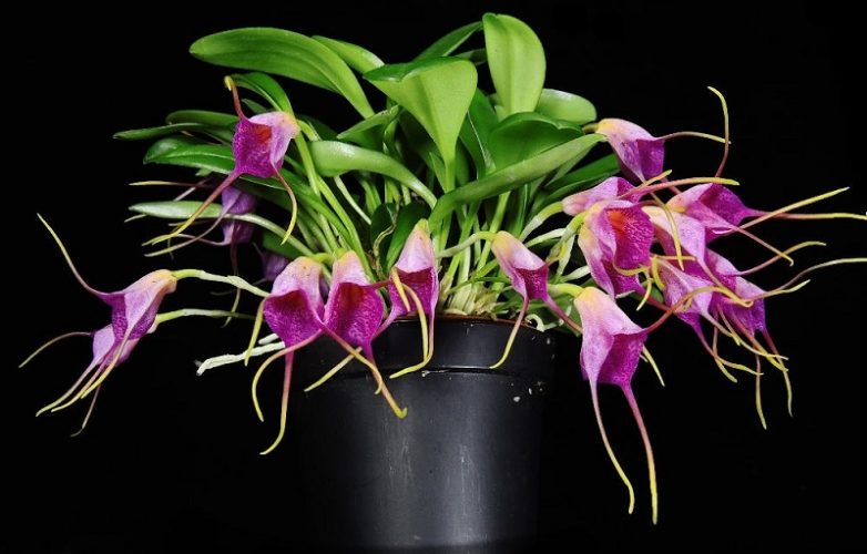 Masdevallia glandulosa colombia