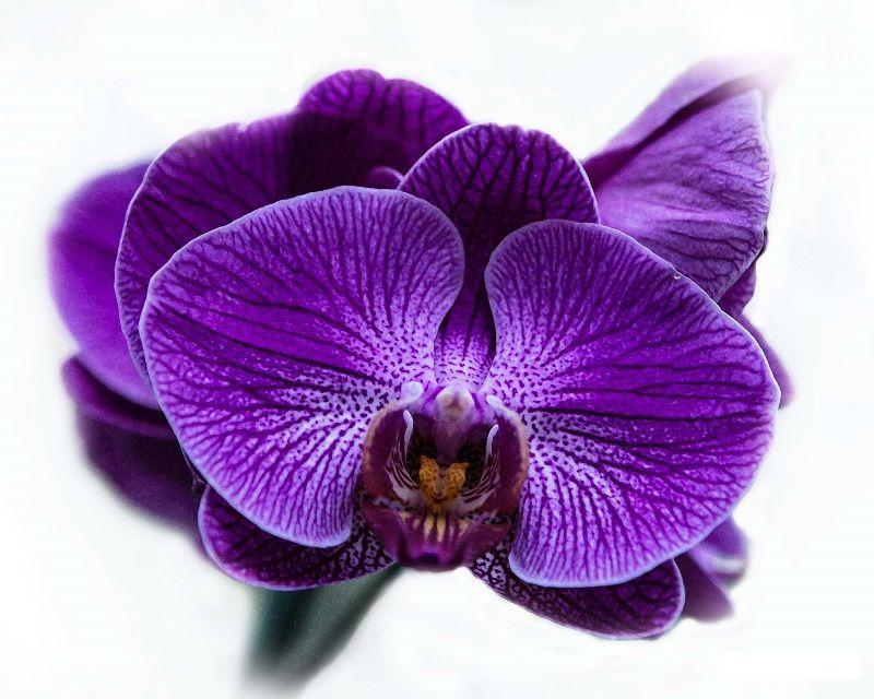 ▷ Imágenes y Fotos de Orquídeas【 Todos los Colores de Orquídeas 】 ▷ Imágenes y Fotos de Orquídeas【 Todos los Colores de Orquídeas 】