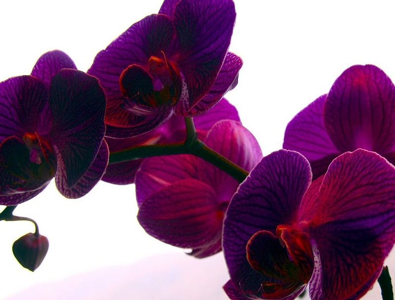 Orquídeas Phalaenopsis moradas