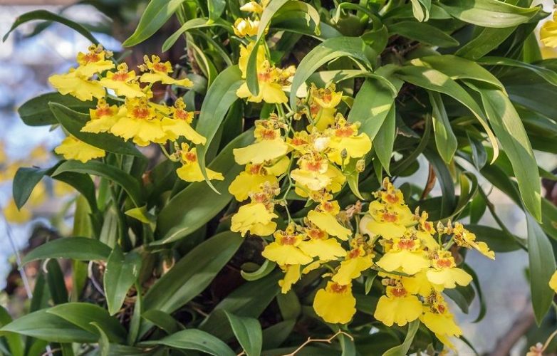 Orquídeas amarillas Oncidium