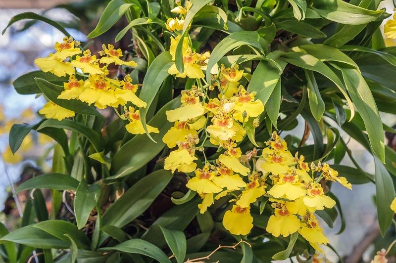 Orquídeas amarillas Oncidium
