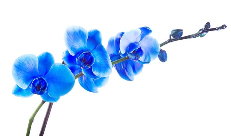 Orquídeas azules para poster