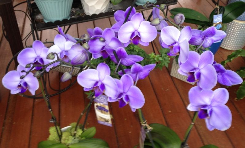 Orquídeas lila Phalaenopsis