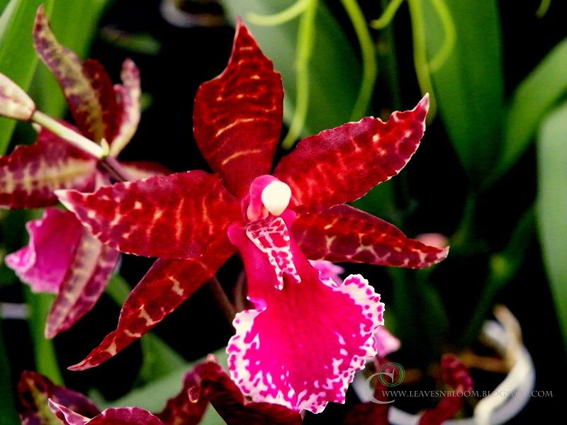 Orquídeas rojas miltonia