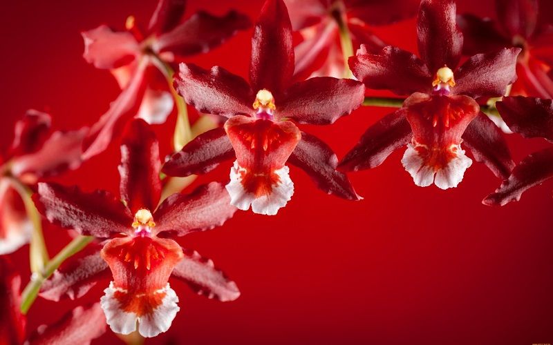 Orquídeas rojas para poster