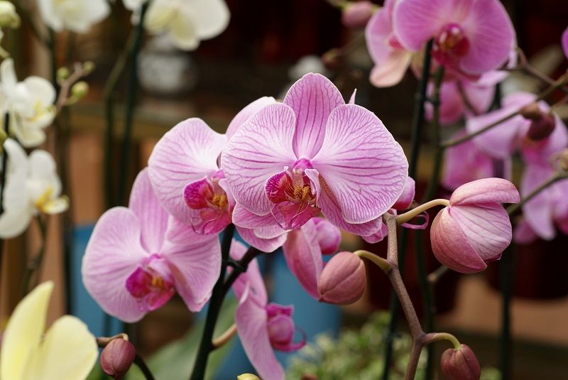 Phalaenopsis orquídea rosa