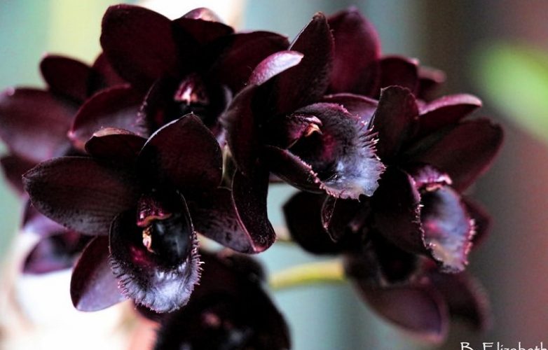 Salvapantallas con orquídeas negras