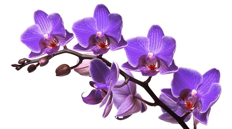 Salvapantallas de orquídeas moradas