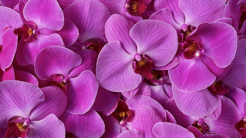 Salvapantallas orquídeas lila
