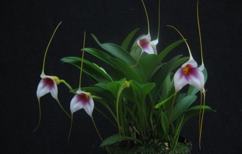 masdevallia exquisita mary