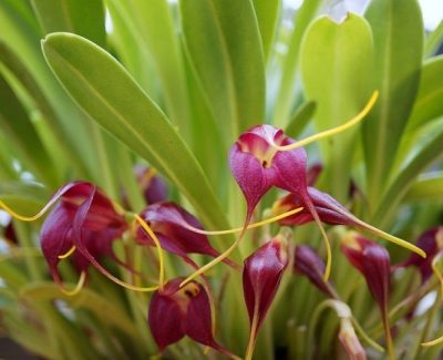 Masdevallia Rolfeana. La Orquídea Negra