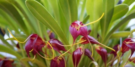 Masdevallia Rolfeana. La Orquídea Negra