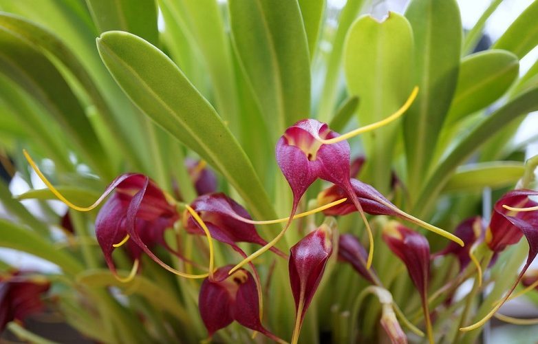 masdevallia rolfeana