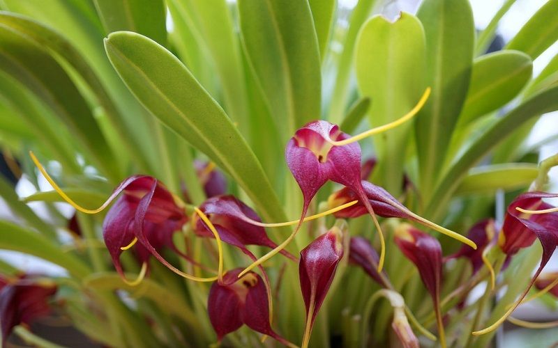 masdevallia rolfeana