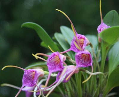 Masdevallia