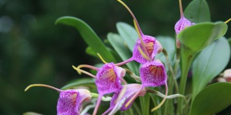 Masdevallia