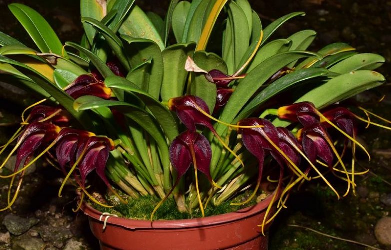 orquídea masdevallia rolfeana