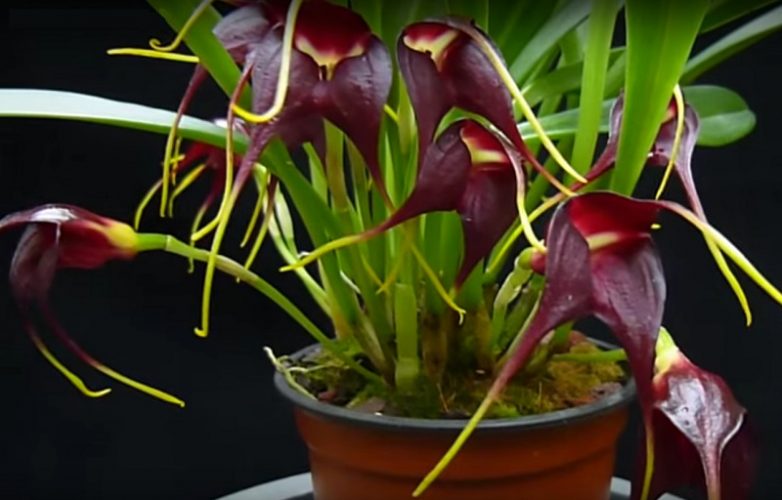 orquídea masdevallia rolfeana, orquídea negra