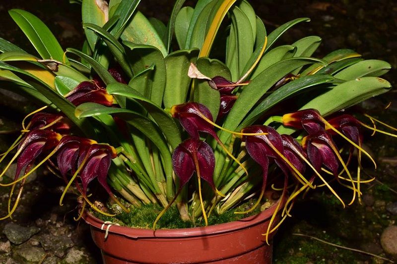 orquídea masdevallia rolfeana, orquídea negra