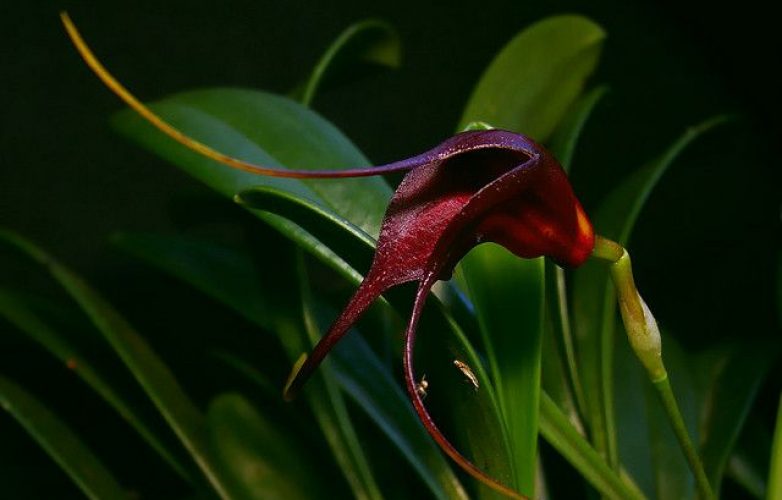 orquídea negra, masdevallia rolfeana