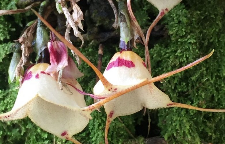 Orquídea Dracula inaecualis