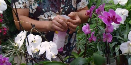 Abono Orquídeas