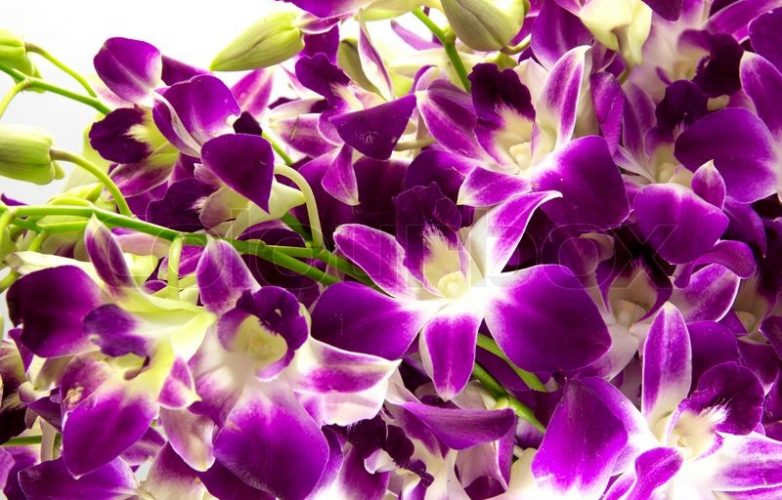 buquet de orquídeas moradas