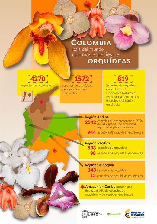 ▷ ORQUÍDEAS COLOMBIANAS【 Variedades: Orquídea de Colombia 】