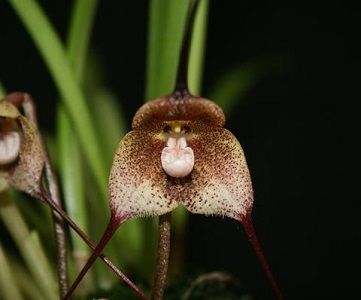 ficha orquídea drácula