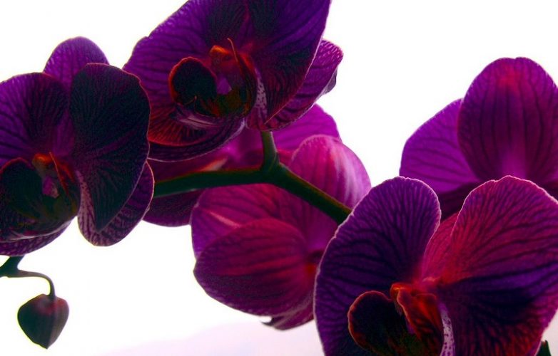 flores de orquídeas moradas
