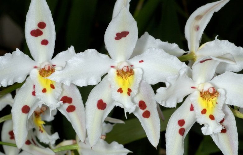 Odontoglossum crispum