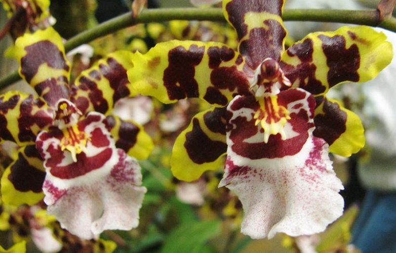 odontoglossum doble