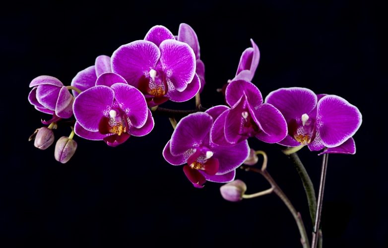 ▷ Orquídeas MORADAS【 Significado, Cuidados, Fotos de Orquídeas 】