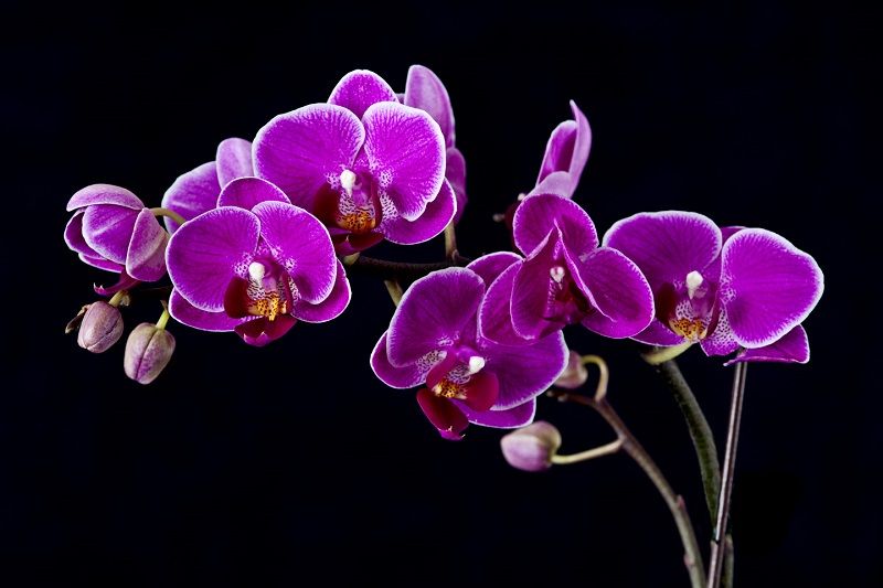 ▷ Orquídeas MORADAS【 Significado, Cuidados, Fotos de Orquídeas 】