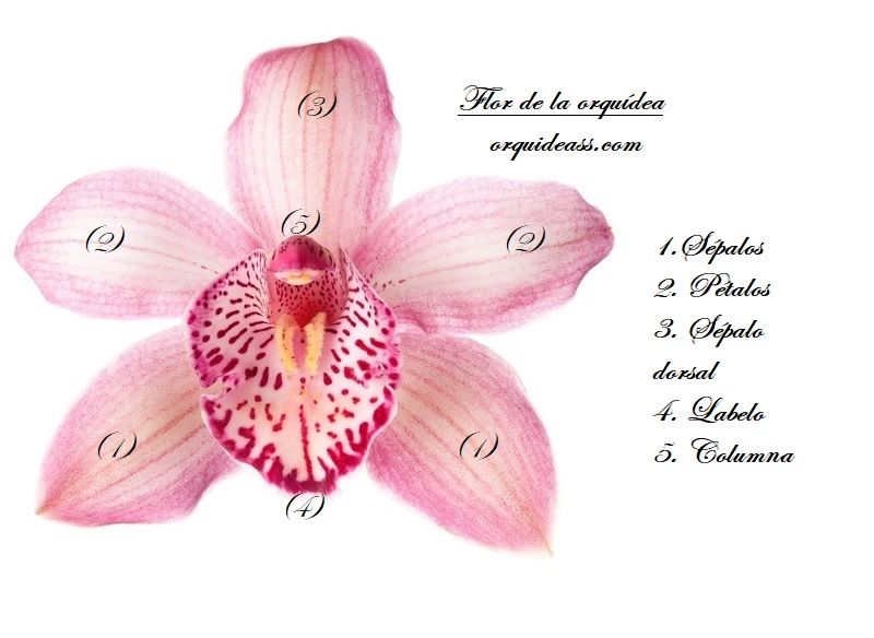 orquideas, características de la orquídea, partes de la flor de una orquídea