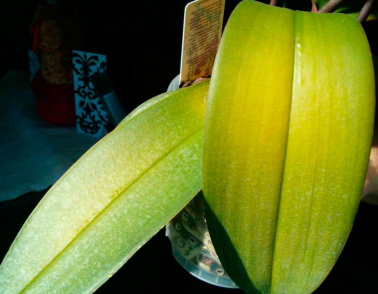 orquídea con hojas amarillas, por exceso de riego
