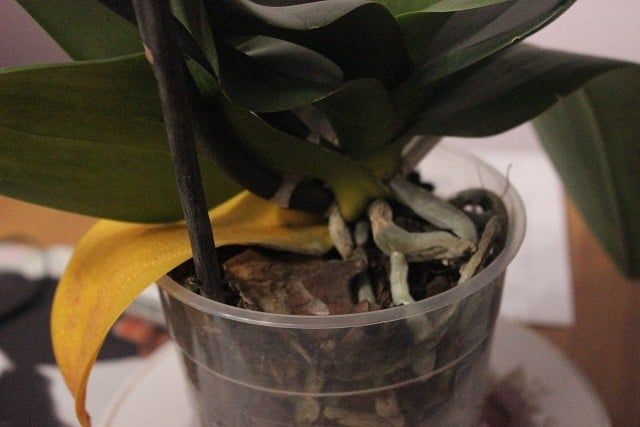 orquídea con hojas amarillas por la edad